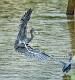 Little Blue Heron-12